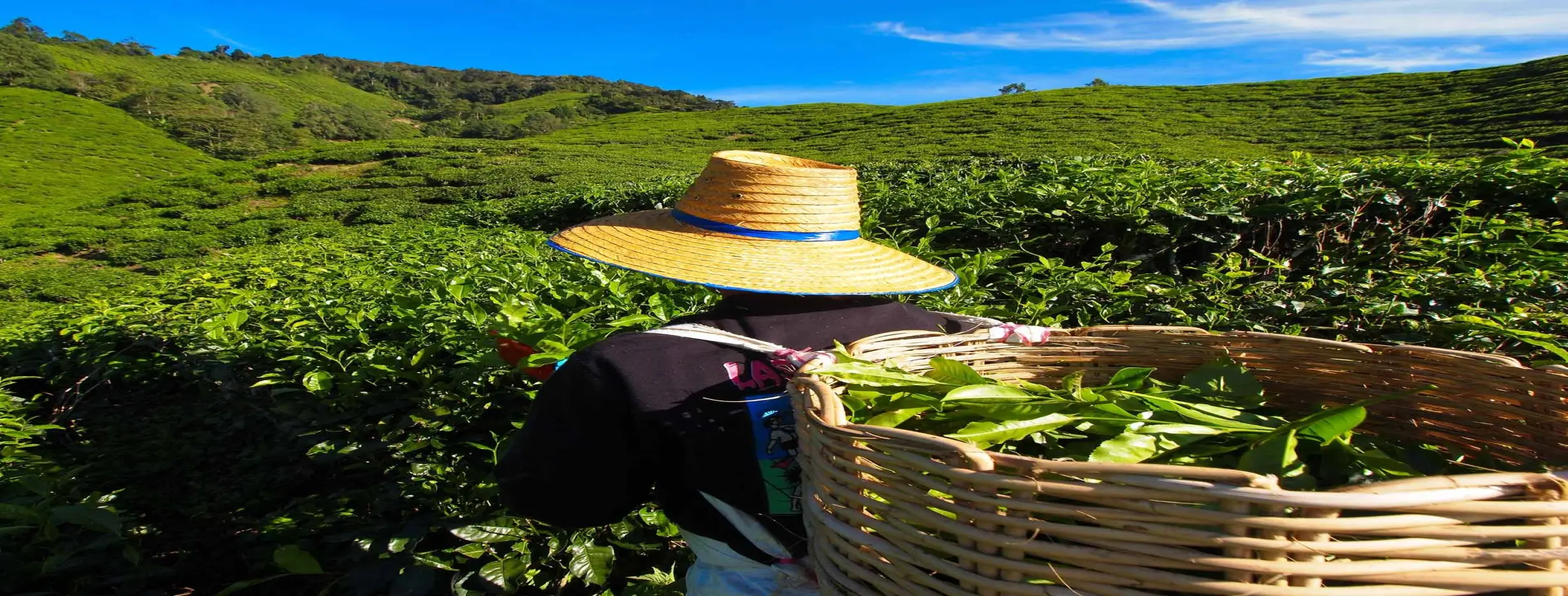 Image for Tea Plantation Tour